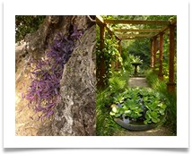 09 LPS Flowers July 2018 (Riviera)  CS  - Carol Sparkes